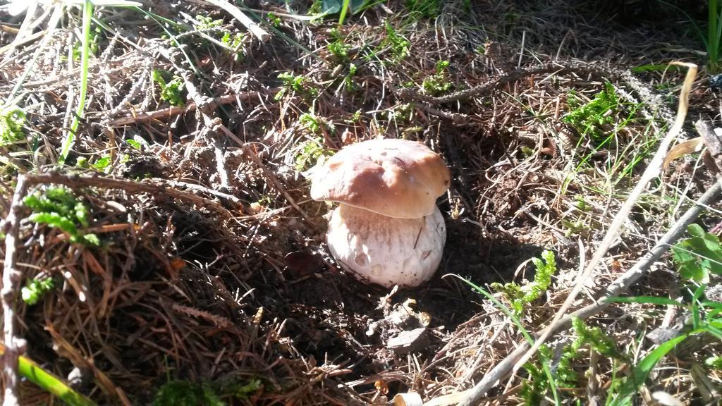Lo Ni Di Candolle Gignod Екстериор снимка